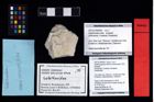 NHMW-GEO-2007z0149-0404_Ol_01.tifGalathea genesis (Robins & Klompmaker, 2019)  (NHMW-GEO-2007z0149-0404)